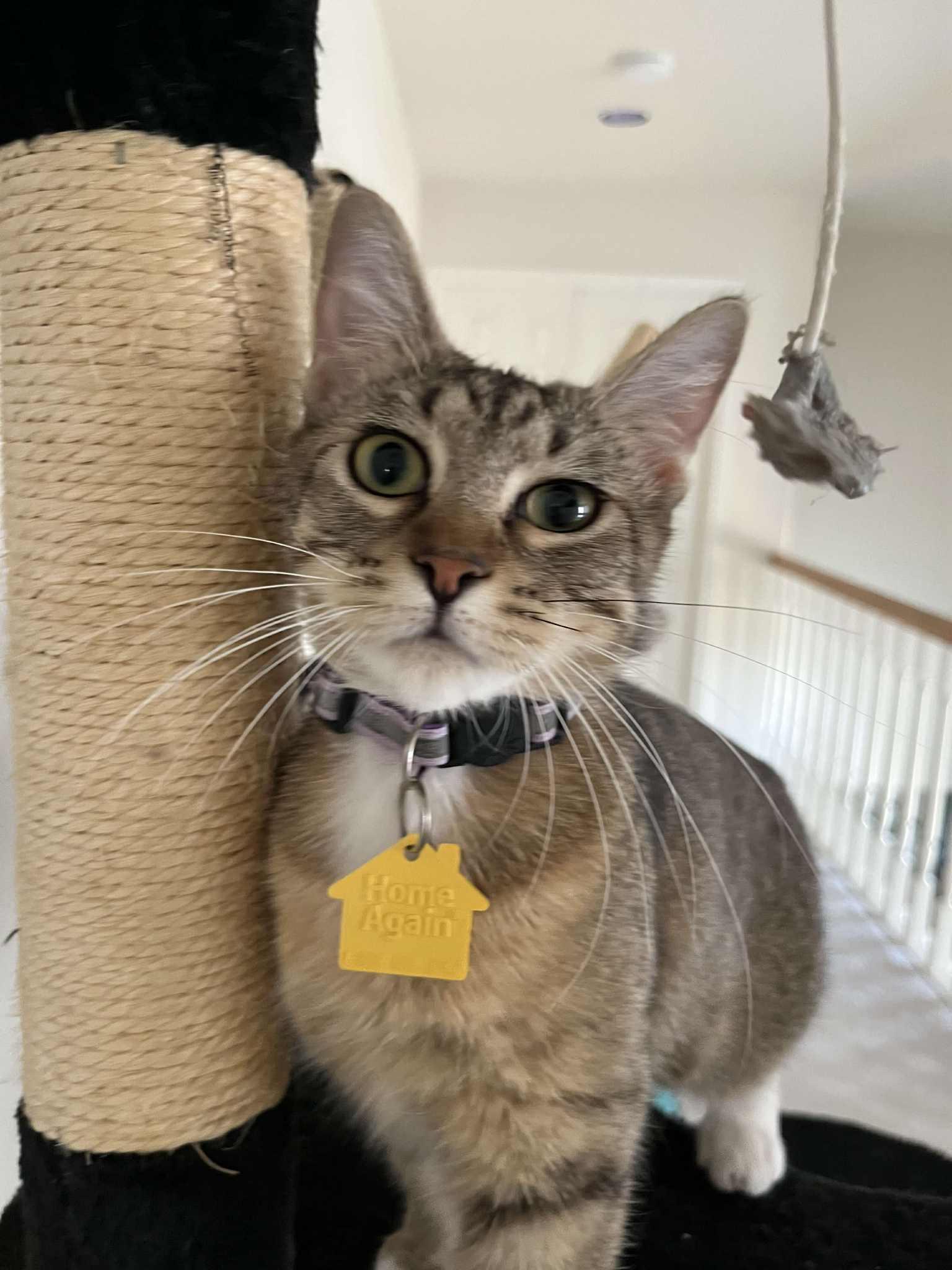 Shelby, a Adoptable Domestic Short Hair in Portland, OR image 6/6