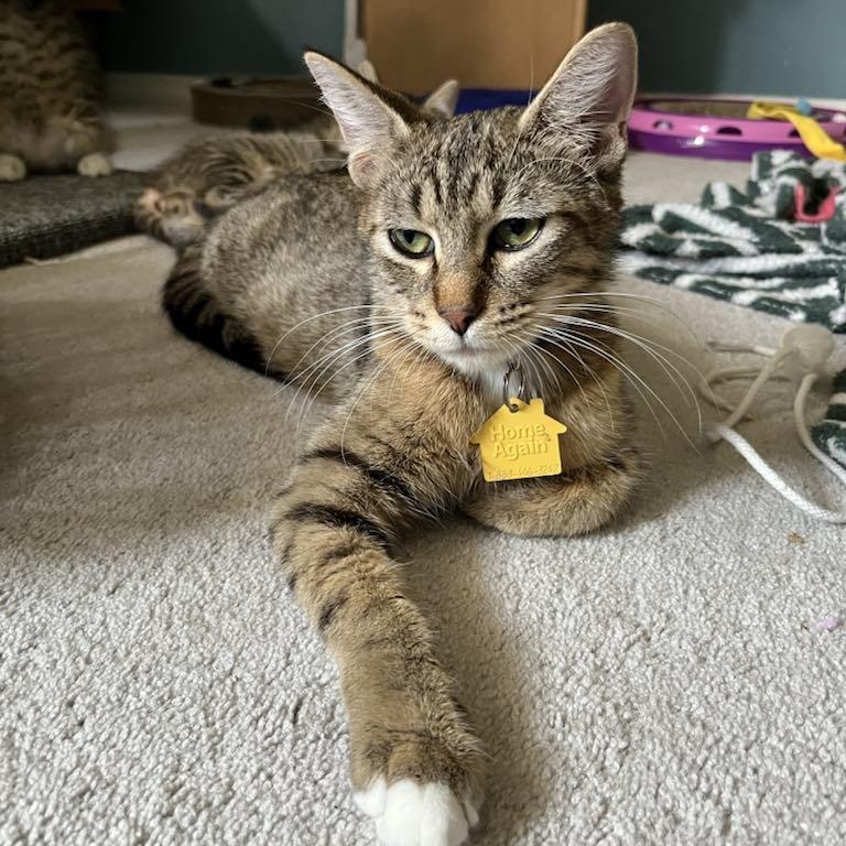 Shelby, a Adoptable Domestic Short Hair in Portland, OR image 4/6