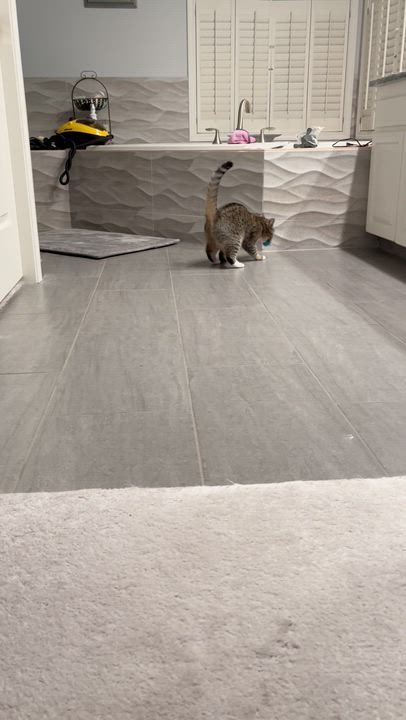 Enlarge Shelby, a Adoptable Domestic Short Hair in Portland, OR video 6/6