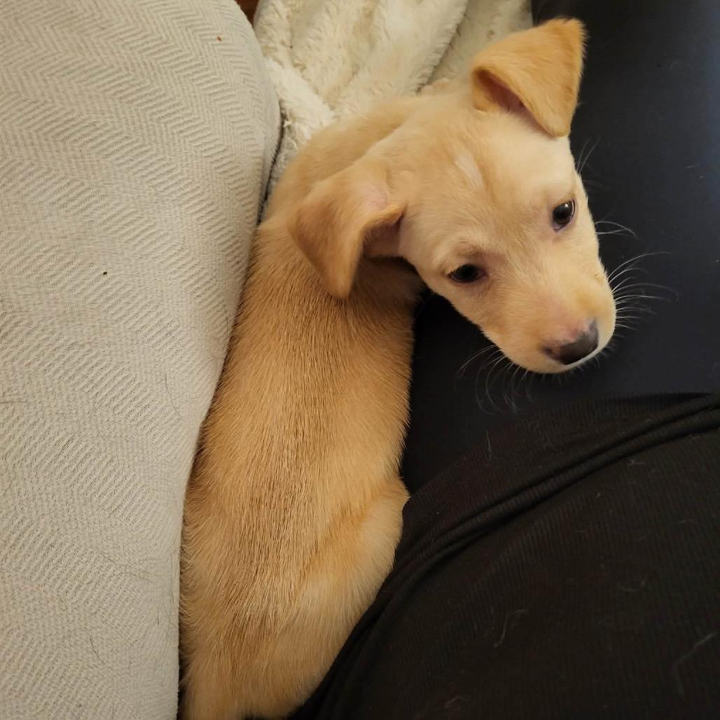 Enlarge Benny, a Adoptable mixed breed in Griswold, CT image 1/6