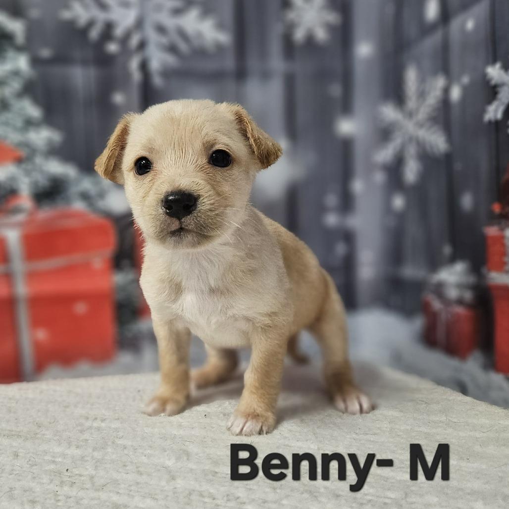 Enlarge Benny, a Adoptable mixed breed in Griswold, CT image 2/6