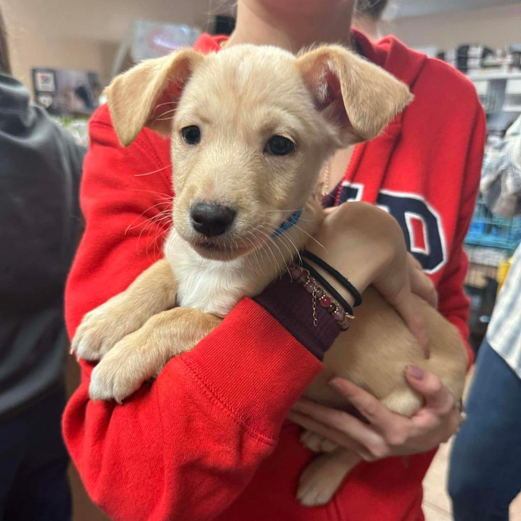 Enlarge Benny, a Adoptable mixed breed in Griswold, CT image 3/6