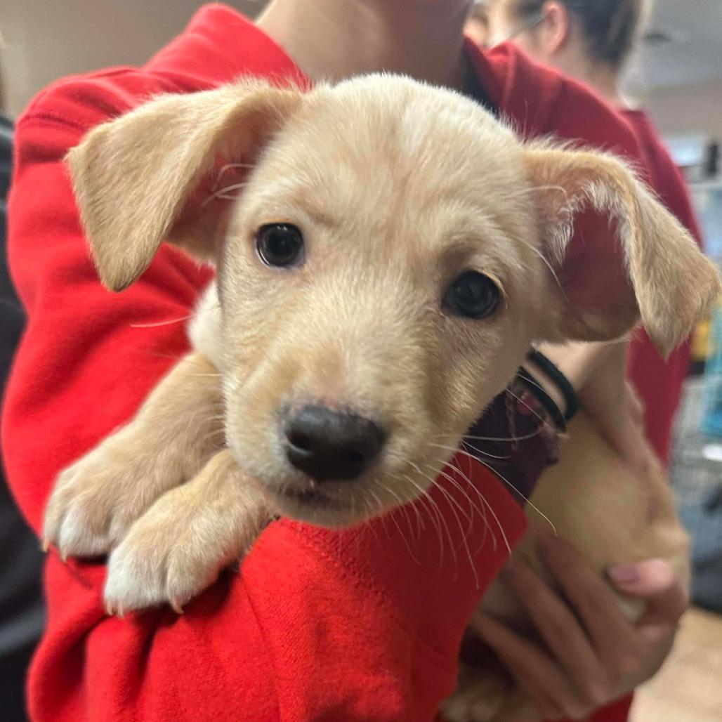 Enlarge Benny, a Adoptable mixed breed in Griswold, CT image 4/6