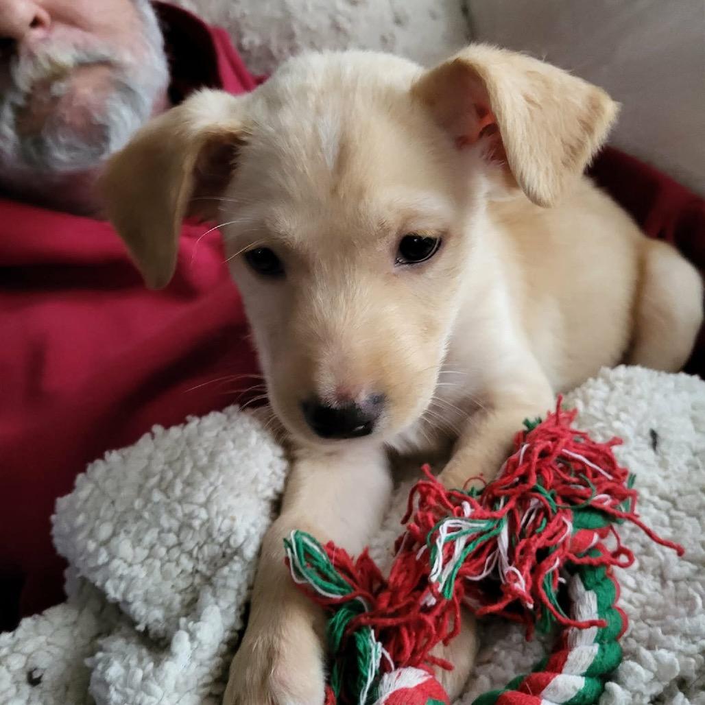Enlarge Benny, a Adoptable mixed breed in Griswold, CT image 5/6