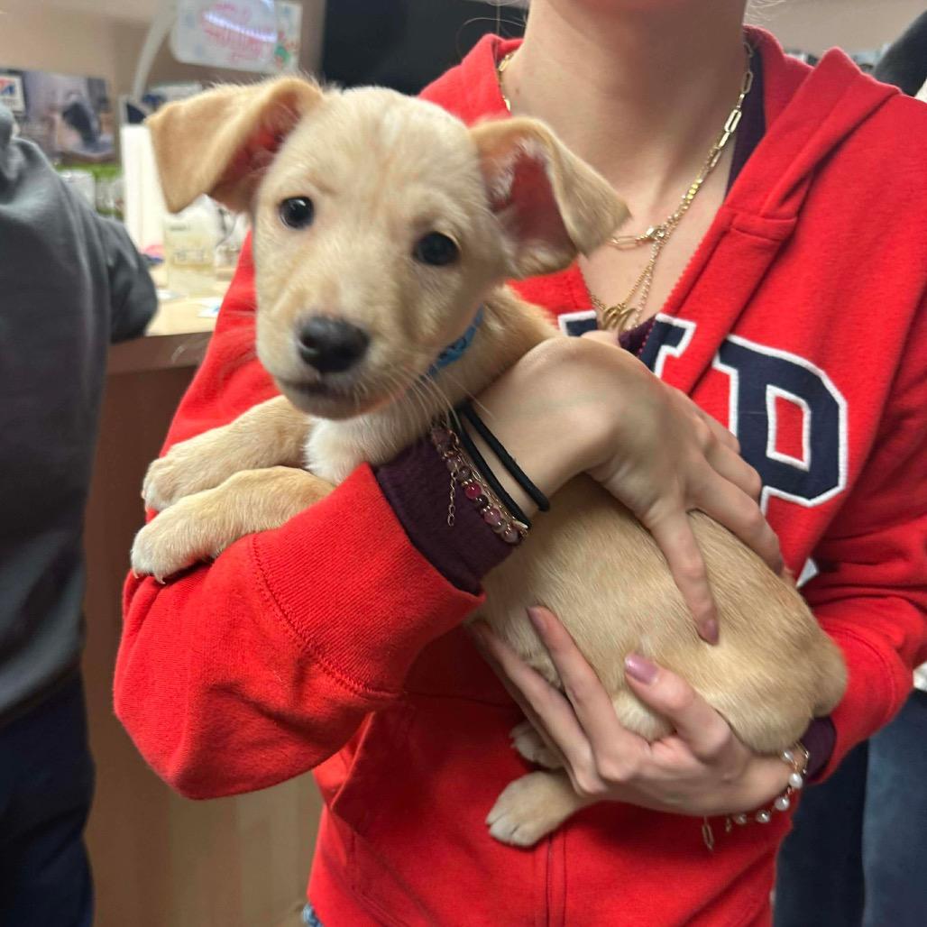 Enlarge Benny, a Adoptable mixed breed in Griswold, CT image 6/6