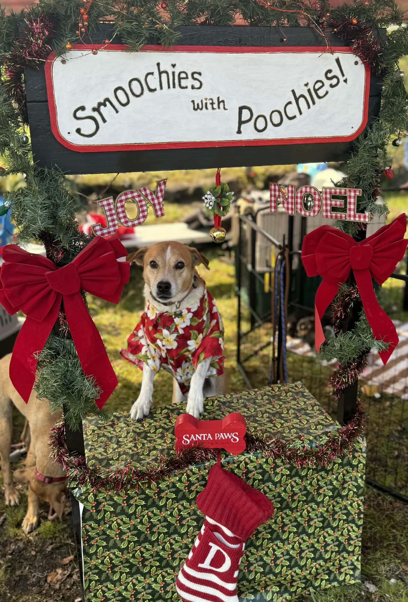 Enlarge Drogon, a ADOPTABLE mixed breed in MOUNTAIN VIEW, HI image 6/6