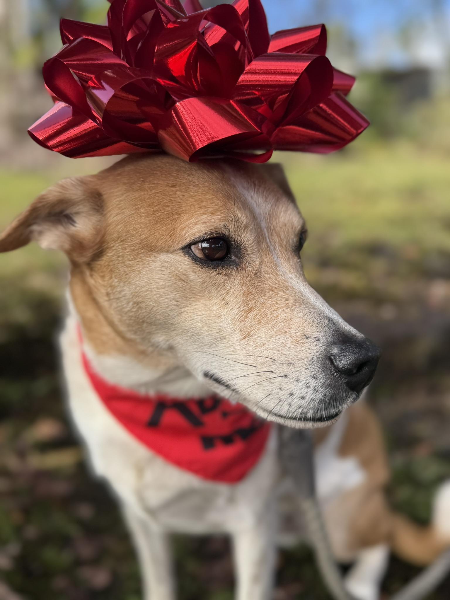 Enlarge Drogon, a ADOPTABLE mixed breed in MOUNTAIN VIEW, HI image 3/6