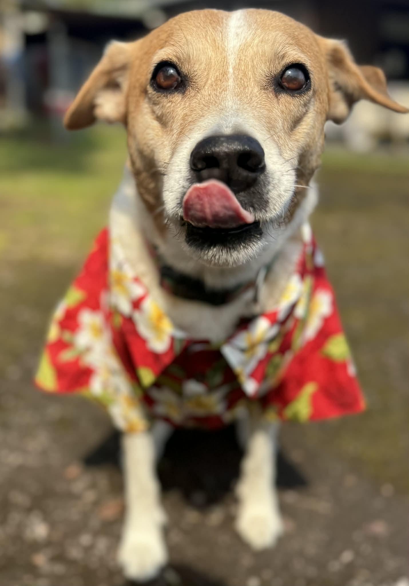 Drogon, ADOPTABLE, Senior Male Rhodesian Ridgeback.