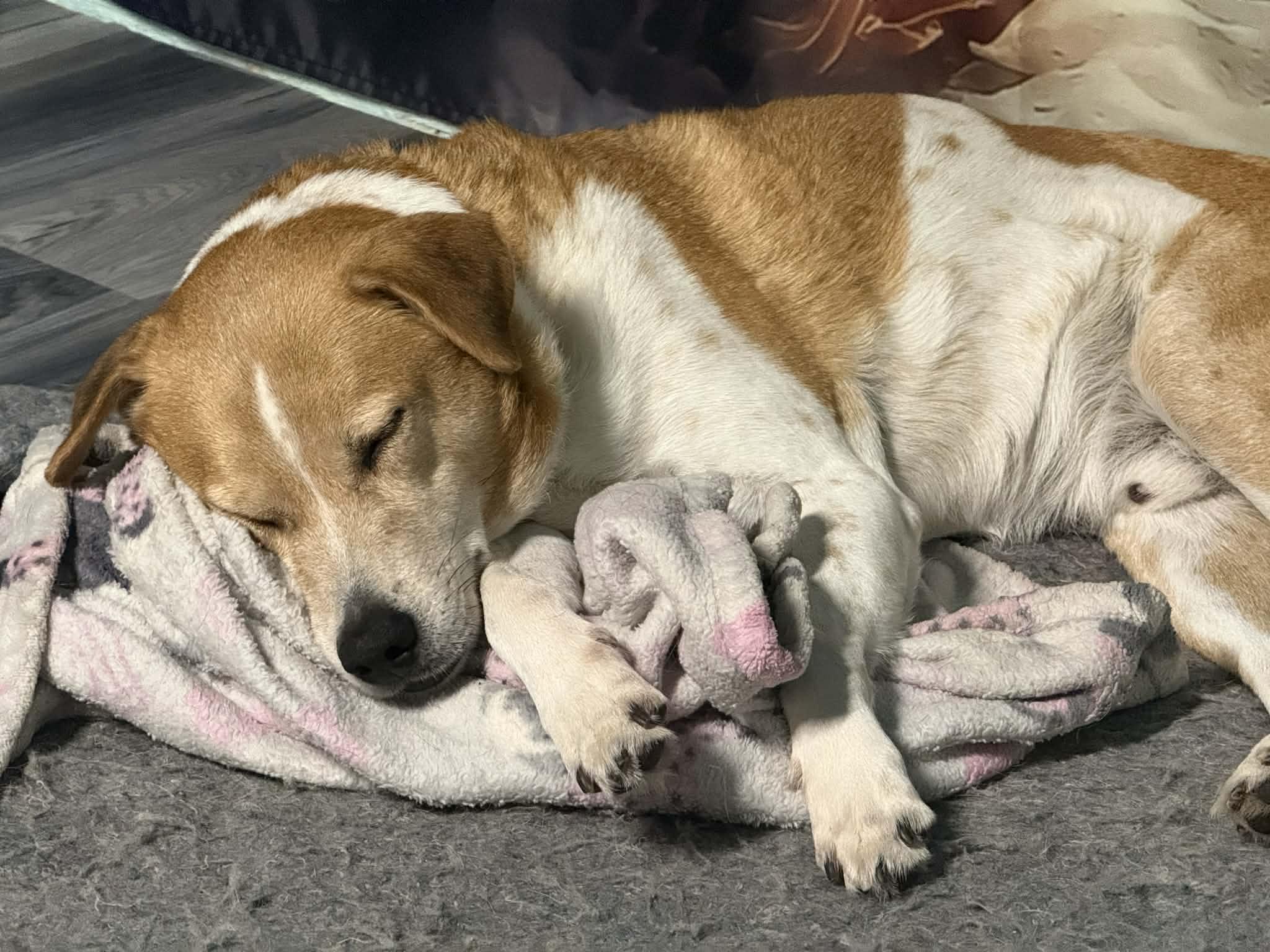 Enlarge Drogon, a ADOPTABLE mixed breed in MOUNTAIN VIEW, HI image 2/6