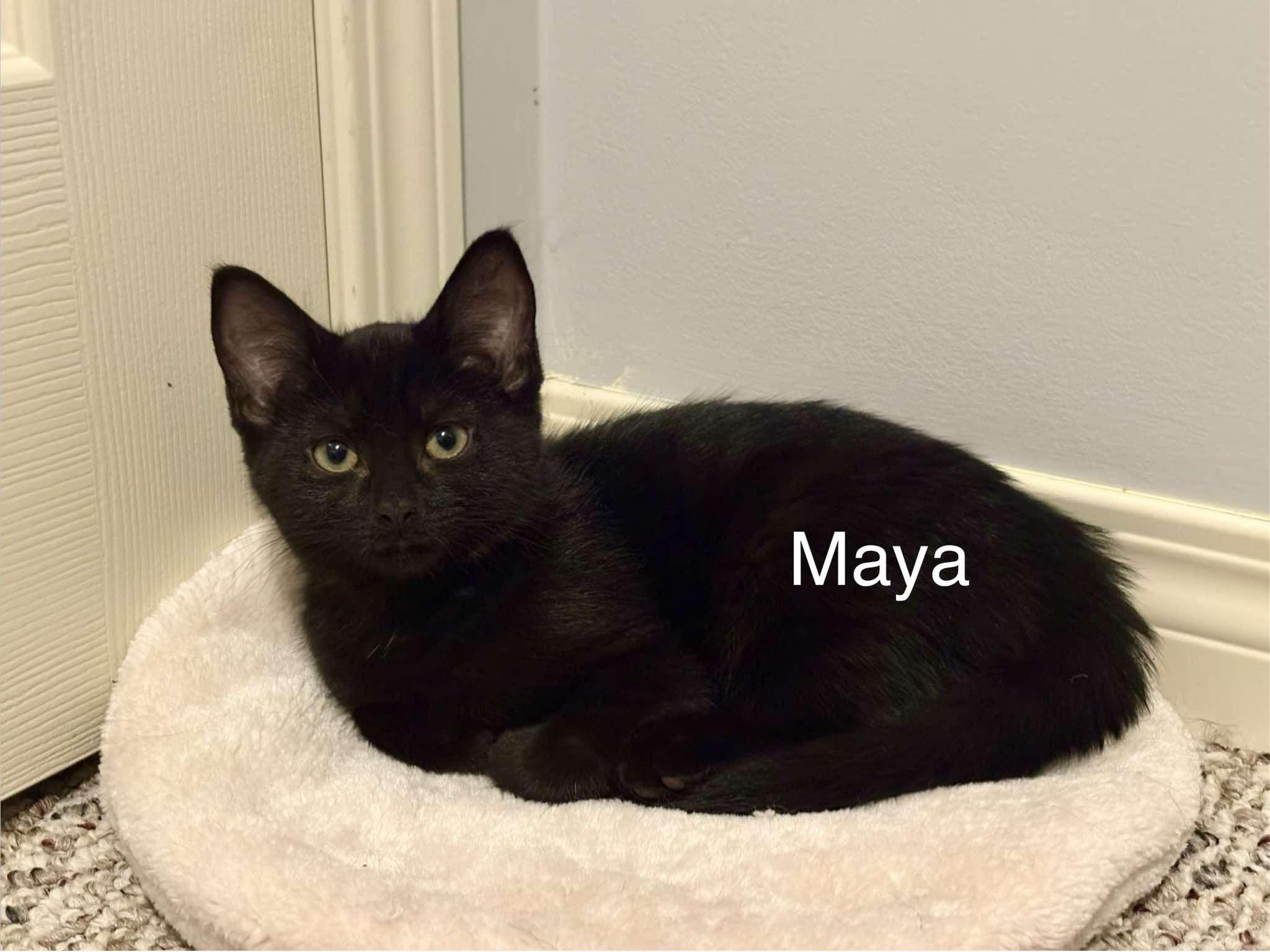 Maya, ADOPTABLE, Young Female Domestic Short Hair.