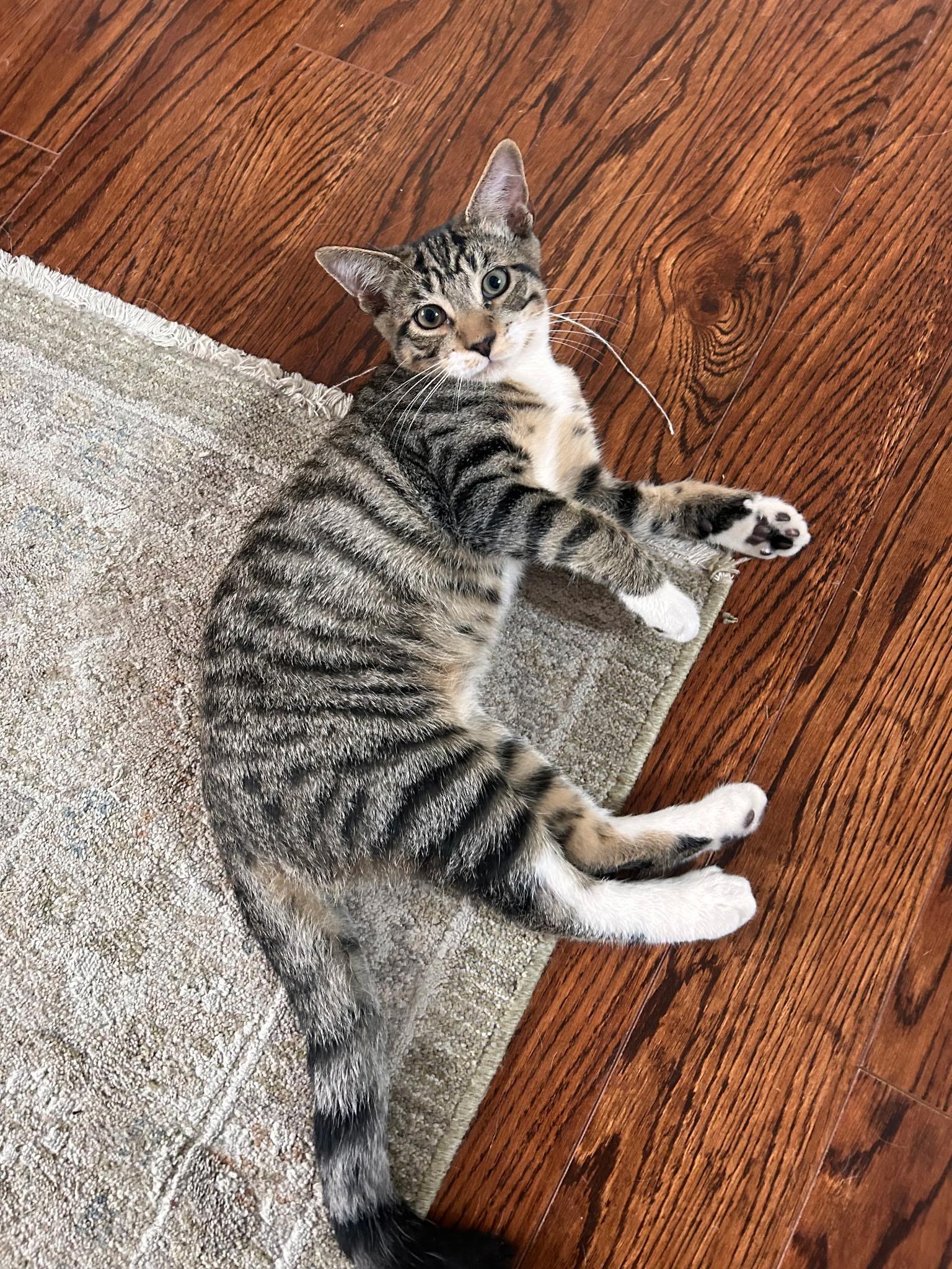 Enlarge TINY, a Adoptable Domestic Short Hair in Wilmington, NC image 1/1