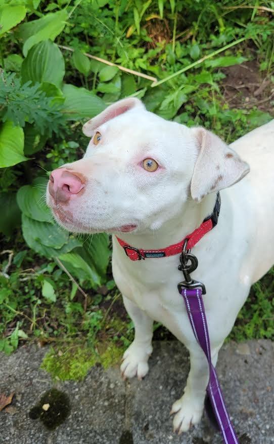 Enlarge Little Bit, a Adoptable Staffordshire Bull Terrier in Crossville, TN image 1/6