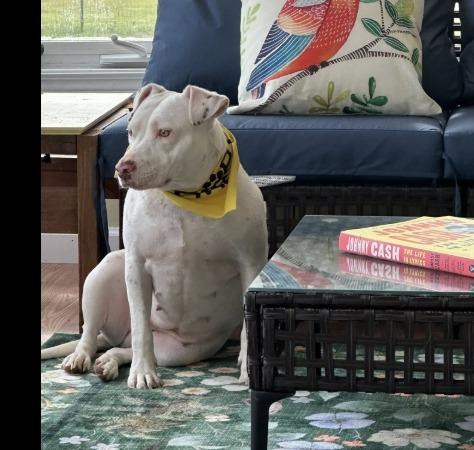 Enlarge Little Bit, a Adoptable Staffordshire Bull Terrier in Crossville, TN image 2/6