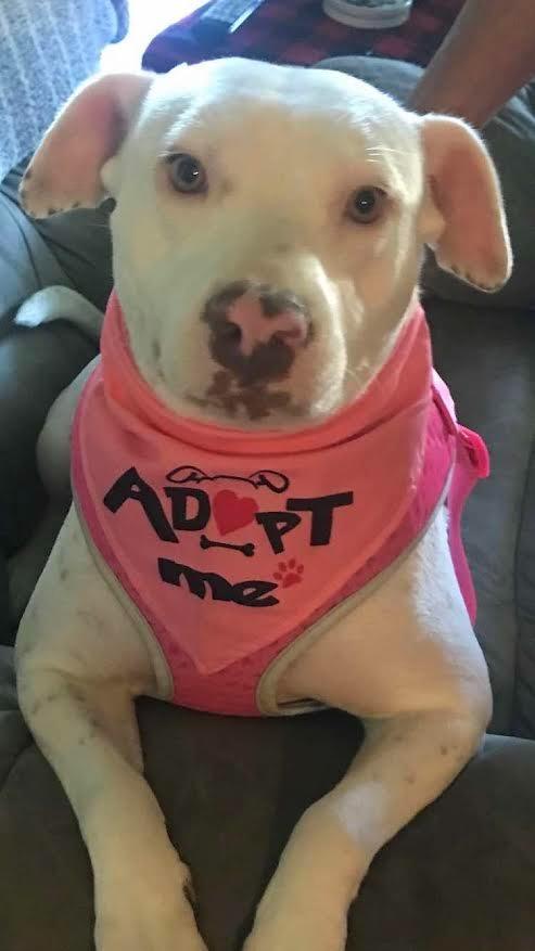 Enlarge Little Bit, a Adoptable Staffordshire Bull Terrier in Crossville, TN image 3/6