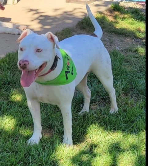 Enlarge Little Bit, a Adoptable Staffordshire Bull Terrier in Crossville, TN image 6/6