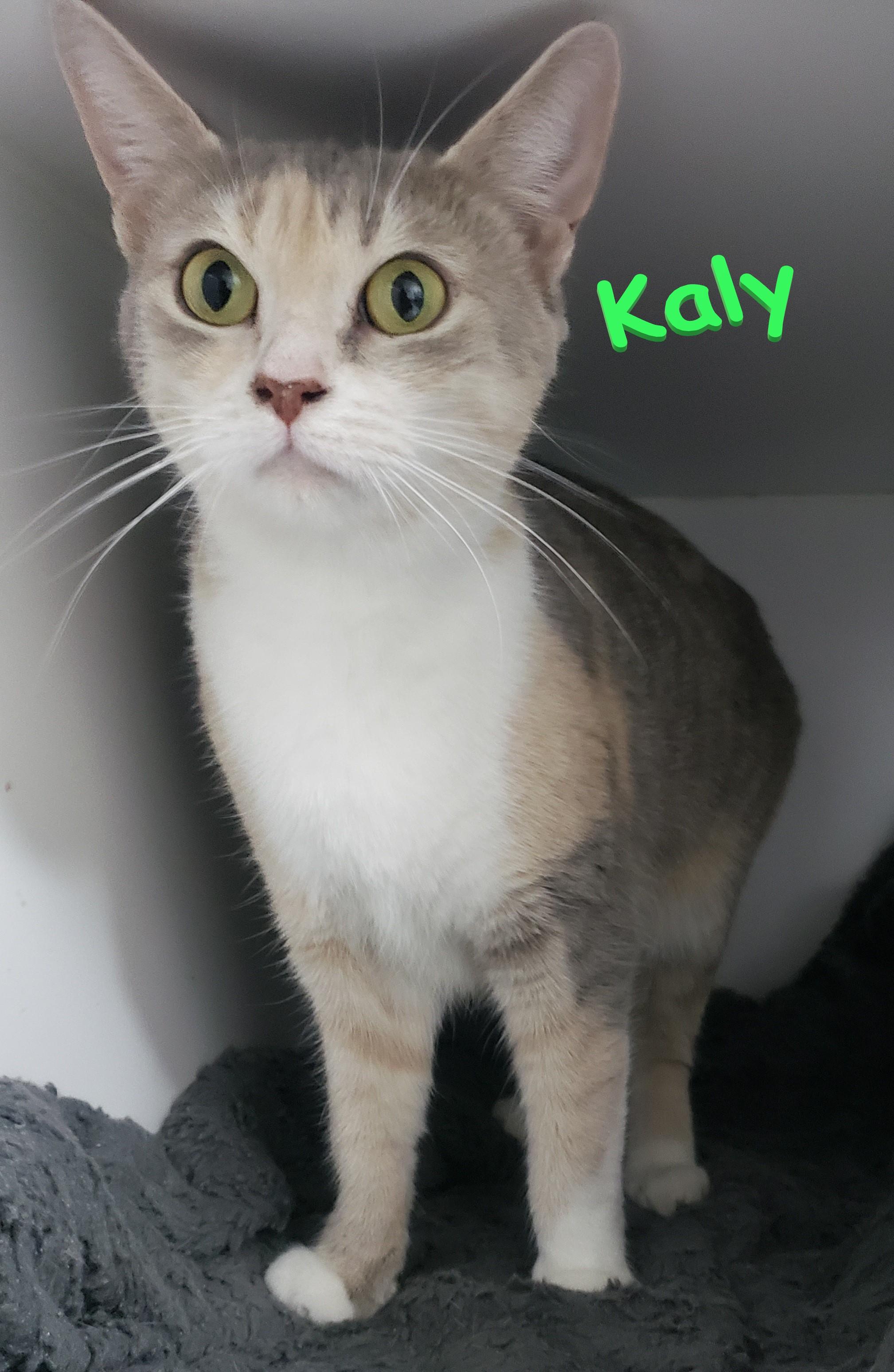 Kaly photo 3