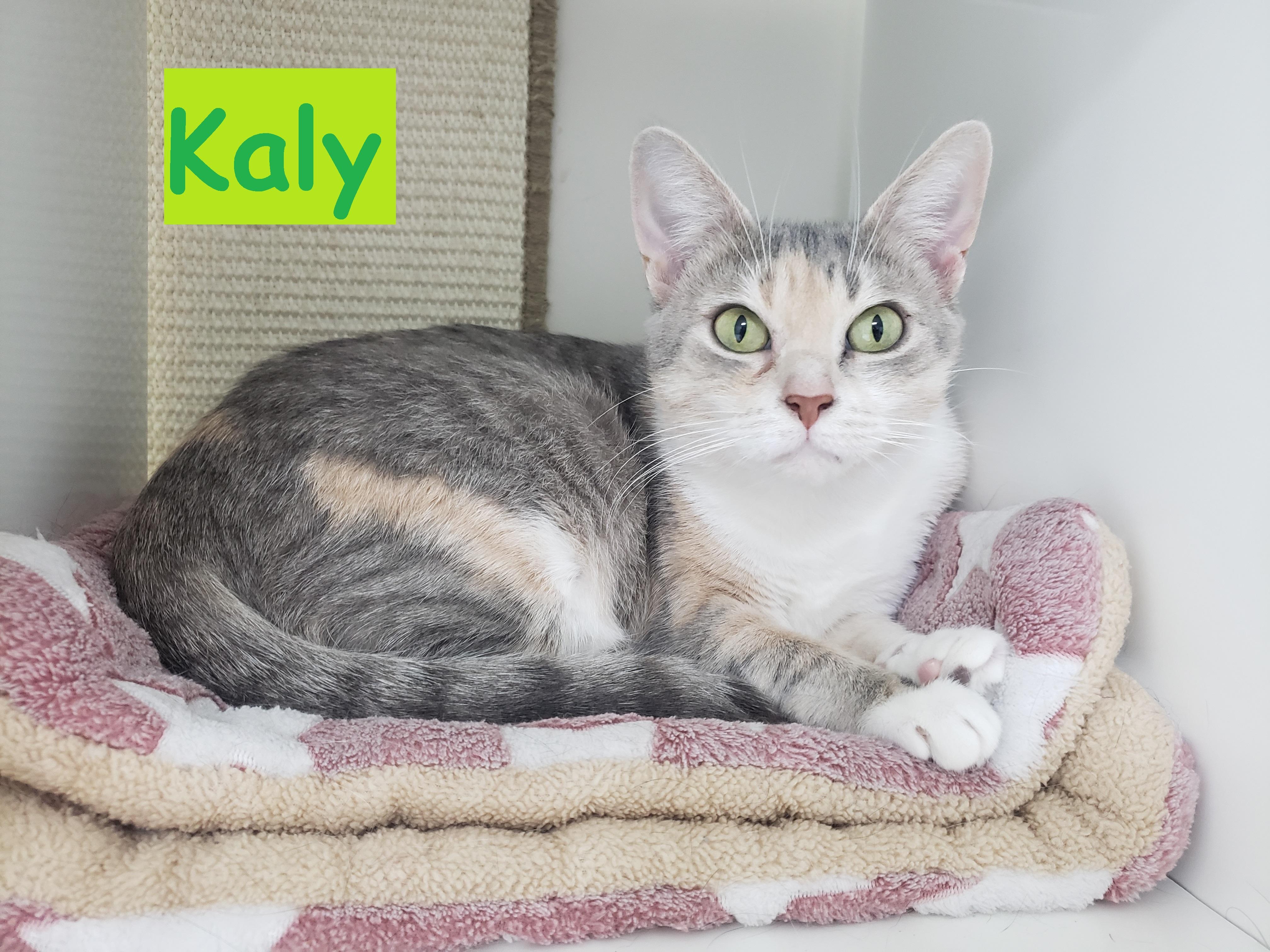Kaly, Adult Female Domestic Short Hair