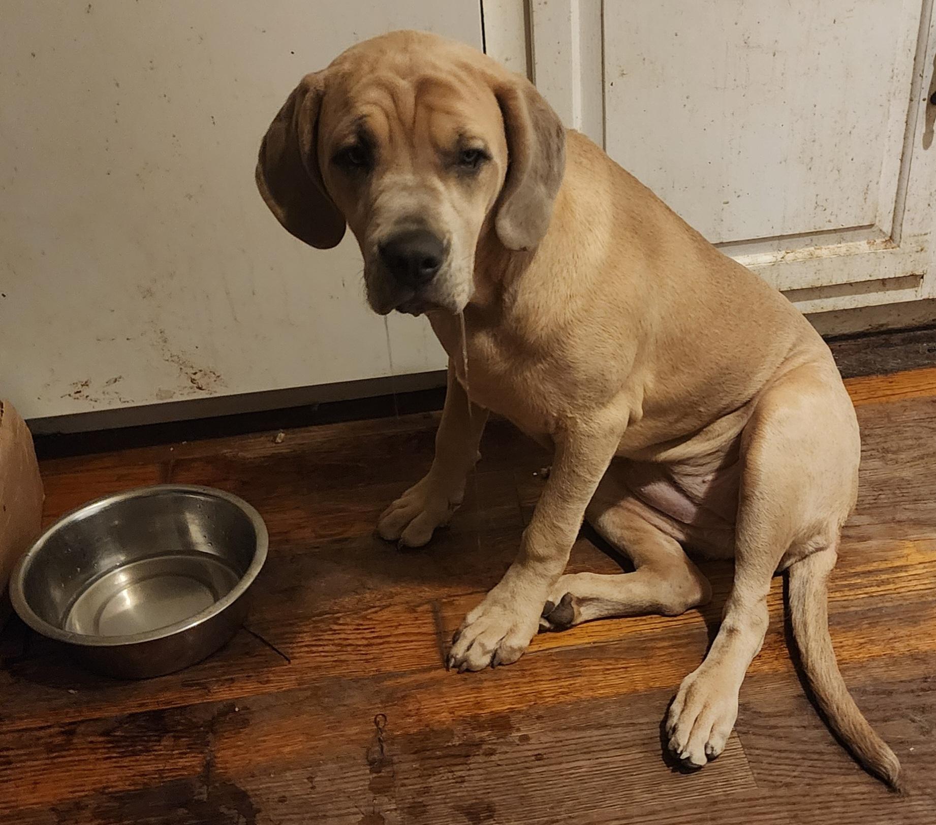 Enlarge Jade , a ADOPTABLE mixed breed in Marlton, NJ image 2/2