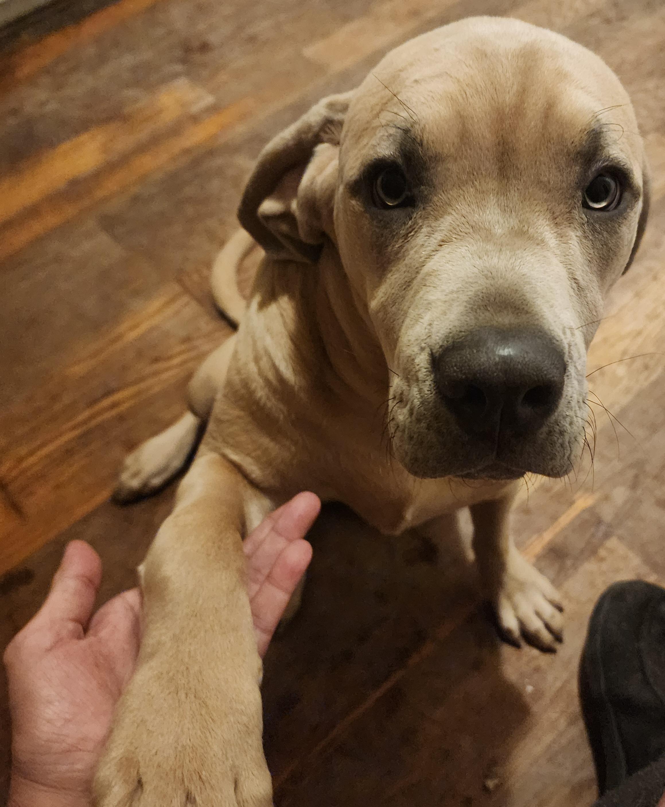 Enlarge Jade , a ADOPTABLE mixed breed in Marlton, NJ image 1/2