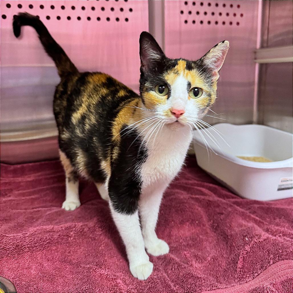 Phoebe, Adoptable, Adult Female Domestic Short Hair.