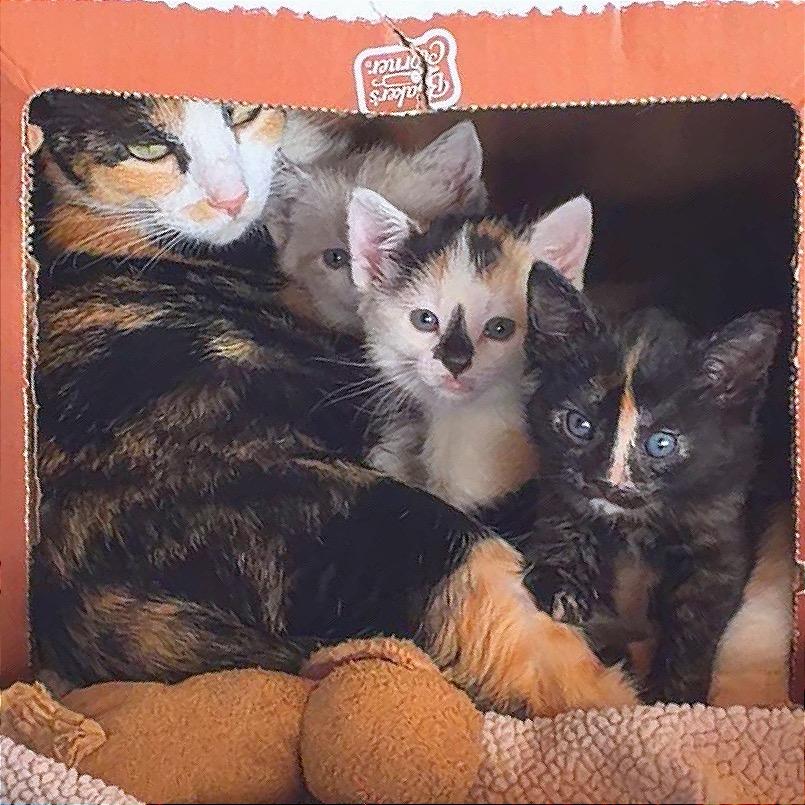 Enlarge Phoebe, a Adoptable Domestic Short Hair in Hannibal, MO image 2/4