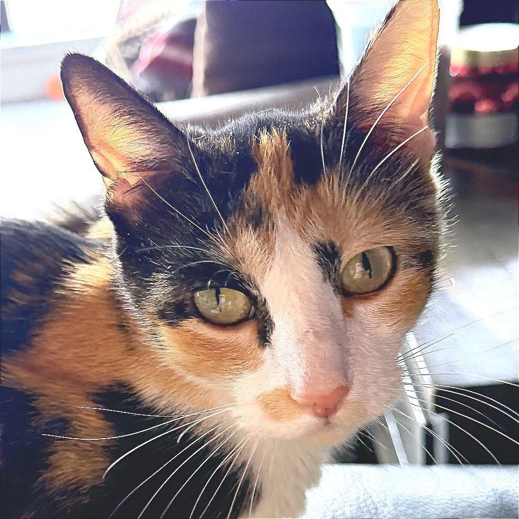 Enlarge Phoebe, a Adoptable Domestic Short Hair in Hannibal, MO image 3/4