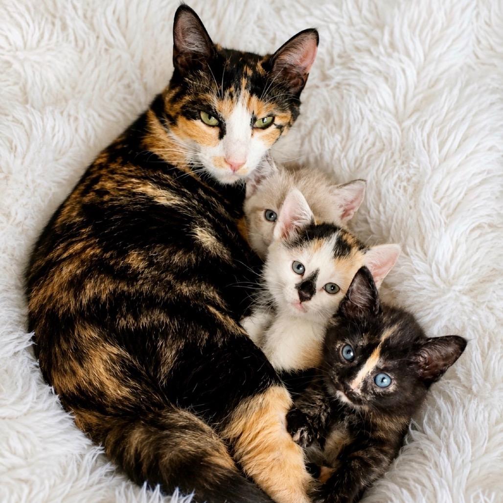 Enlarge Phoebe, a Adoptable Domestic Short Hair in Hannibal, MO image 4/4