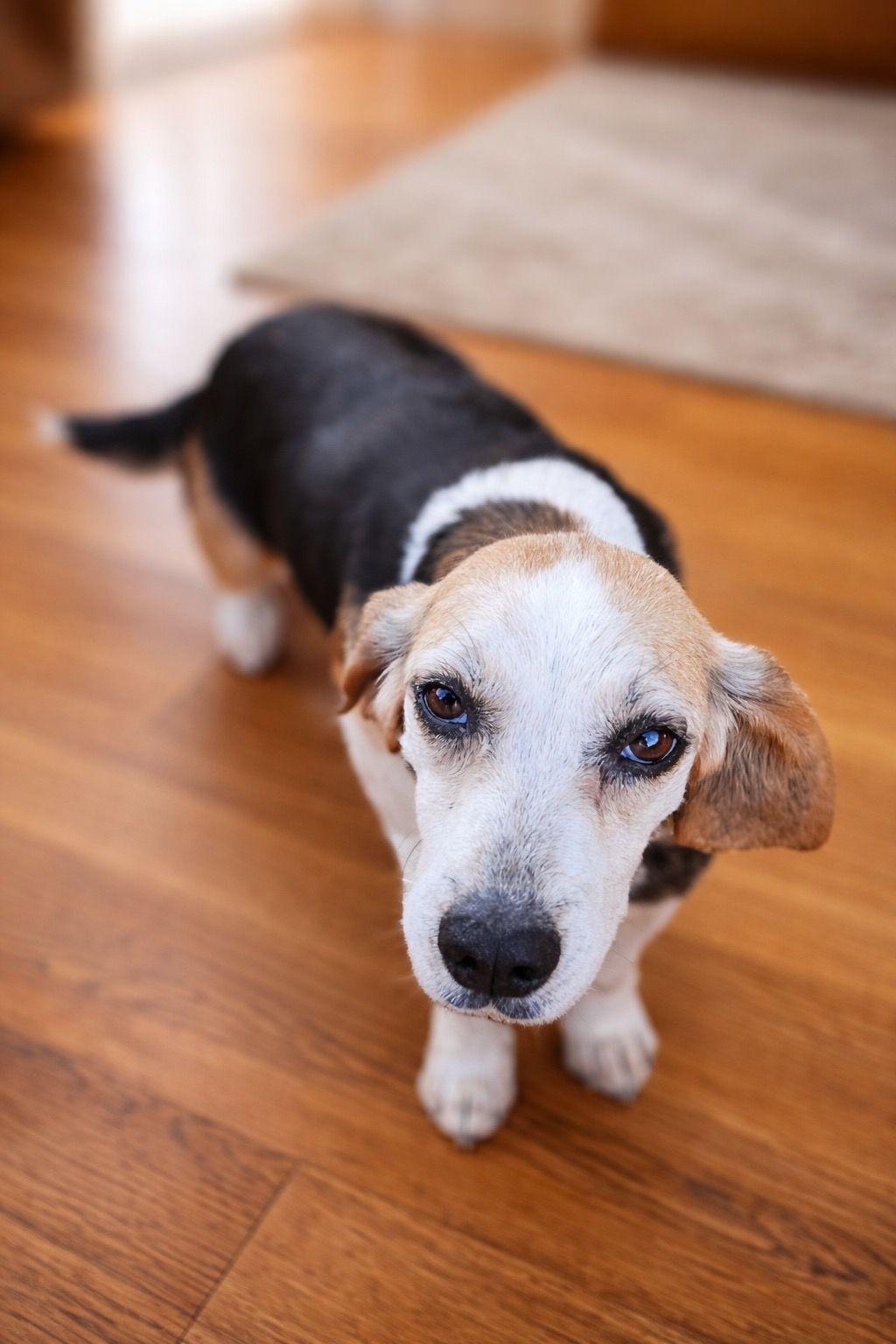 Enlarge Debbie, a Adoptable Beagle in Fairmont, WV image 1/3