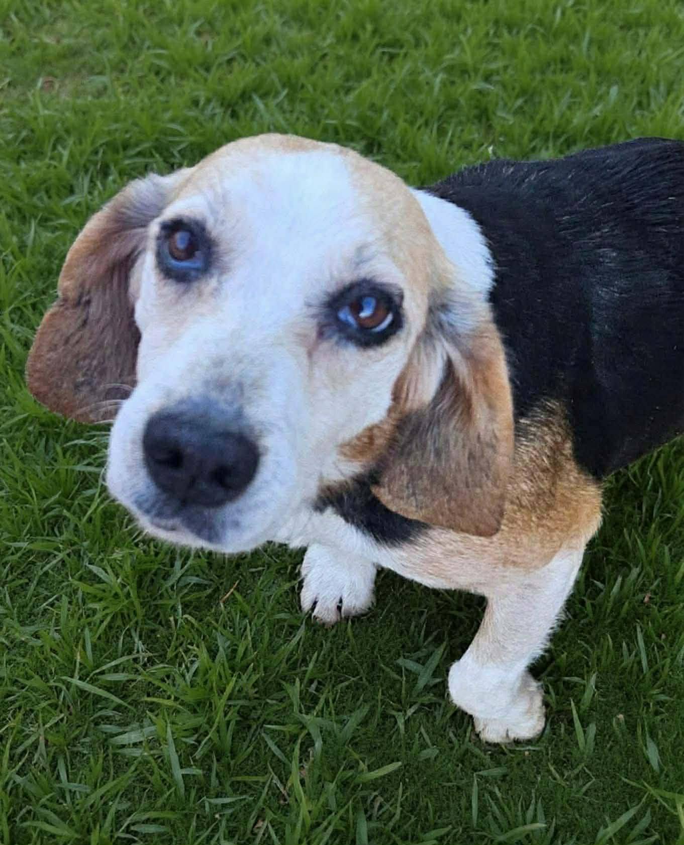 Enlarge Debbie, a Adoptable Beagle in Fairmont, WV image 2/3