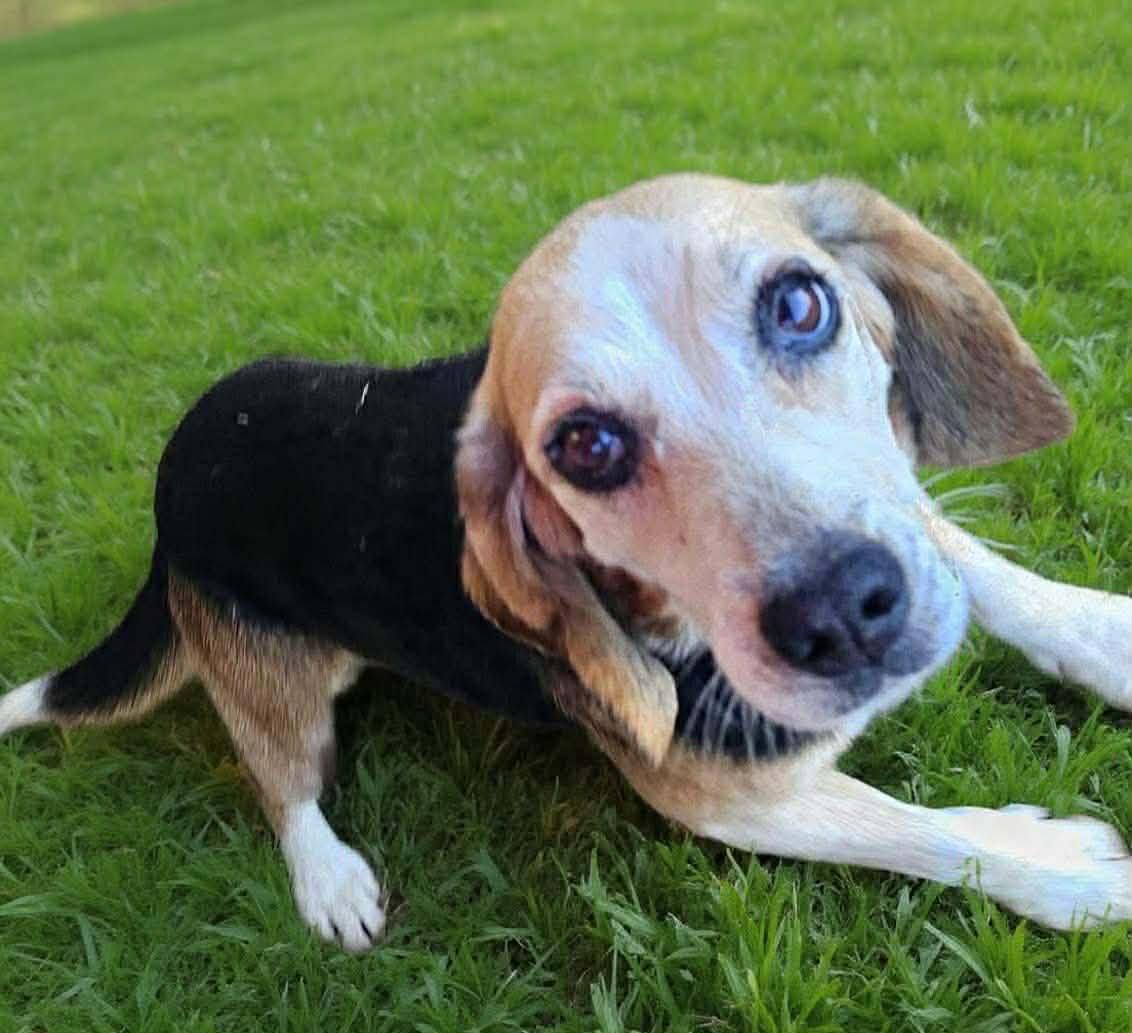 Enlarge Debbie, a Adoptable Beagle in Fairmont, WV image 3/3