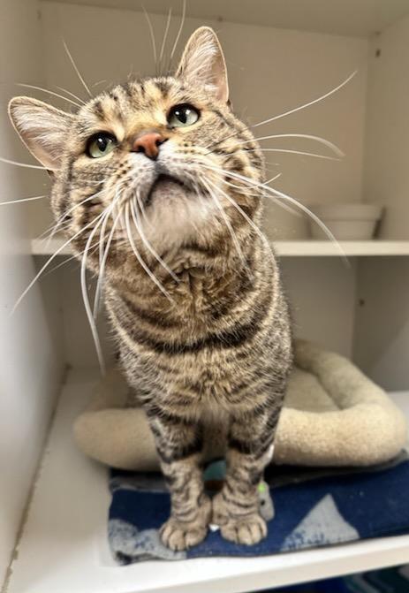 Enlarge Tommy Boy, a Adoptable Domestic Short Hair in Wallingford, CT image 2/4