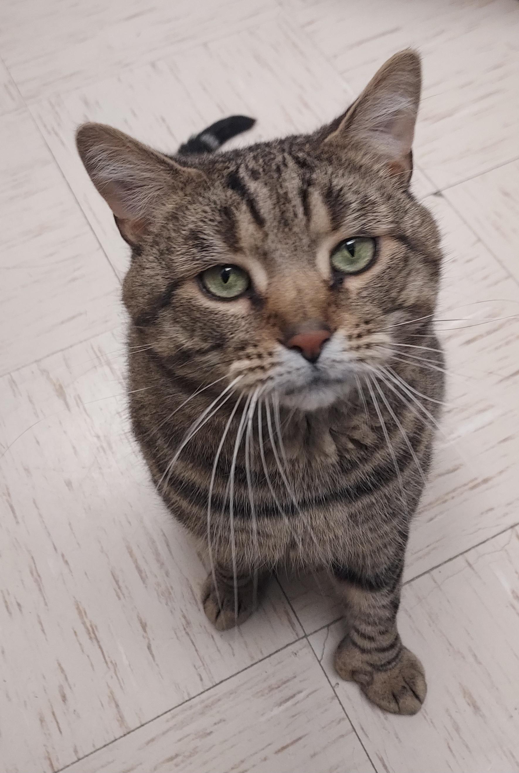 Enlarge Tommy Boy, a Adoptable Domestic Short Hair in Wallingford, CT image 1/4