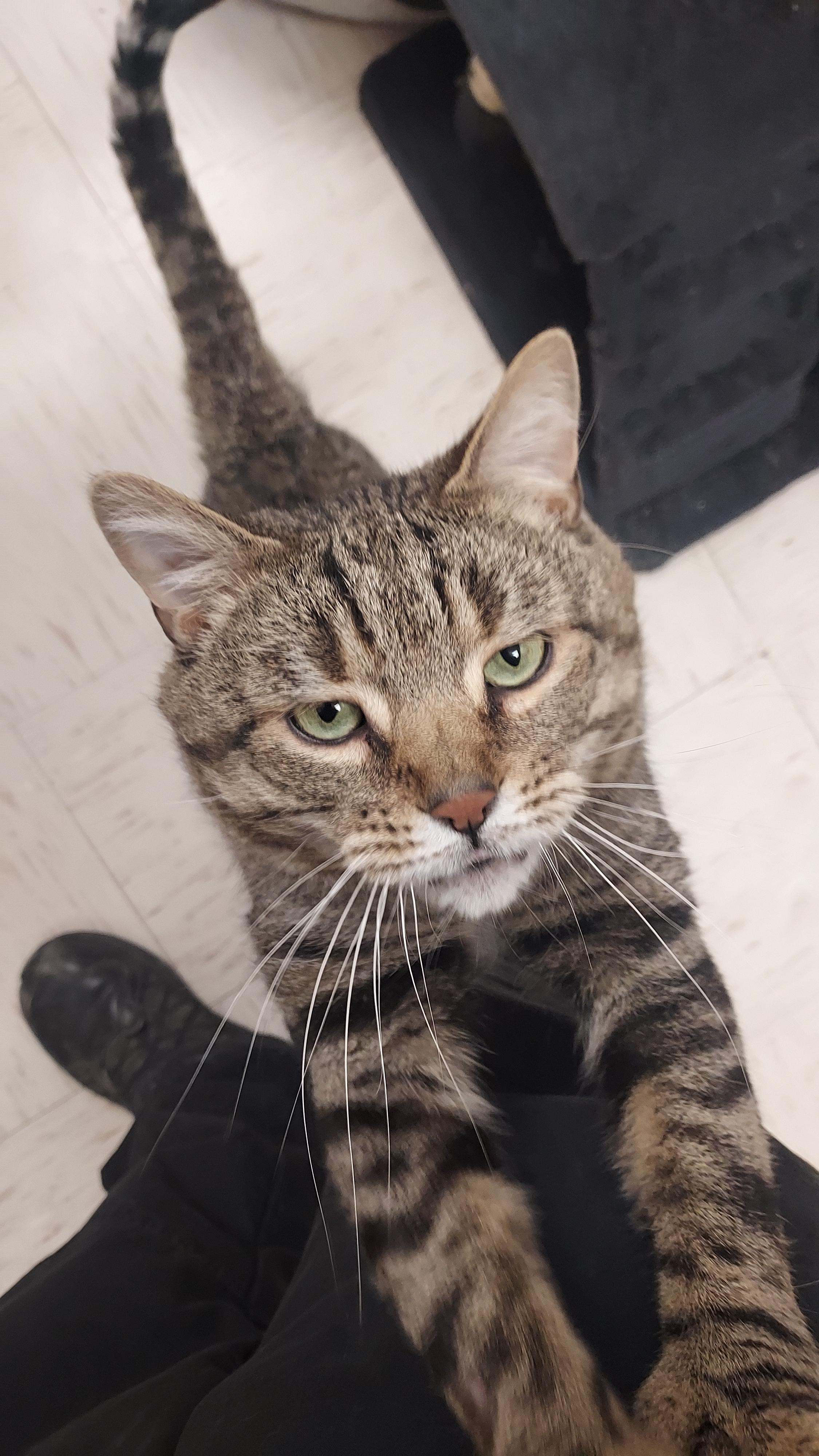 Enlarge Tommy Boy, a Adoptable Domestic Short Hair in Wallingford, CT image 4/4