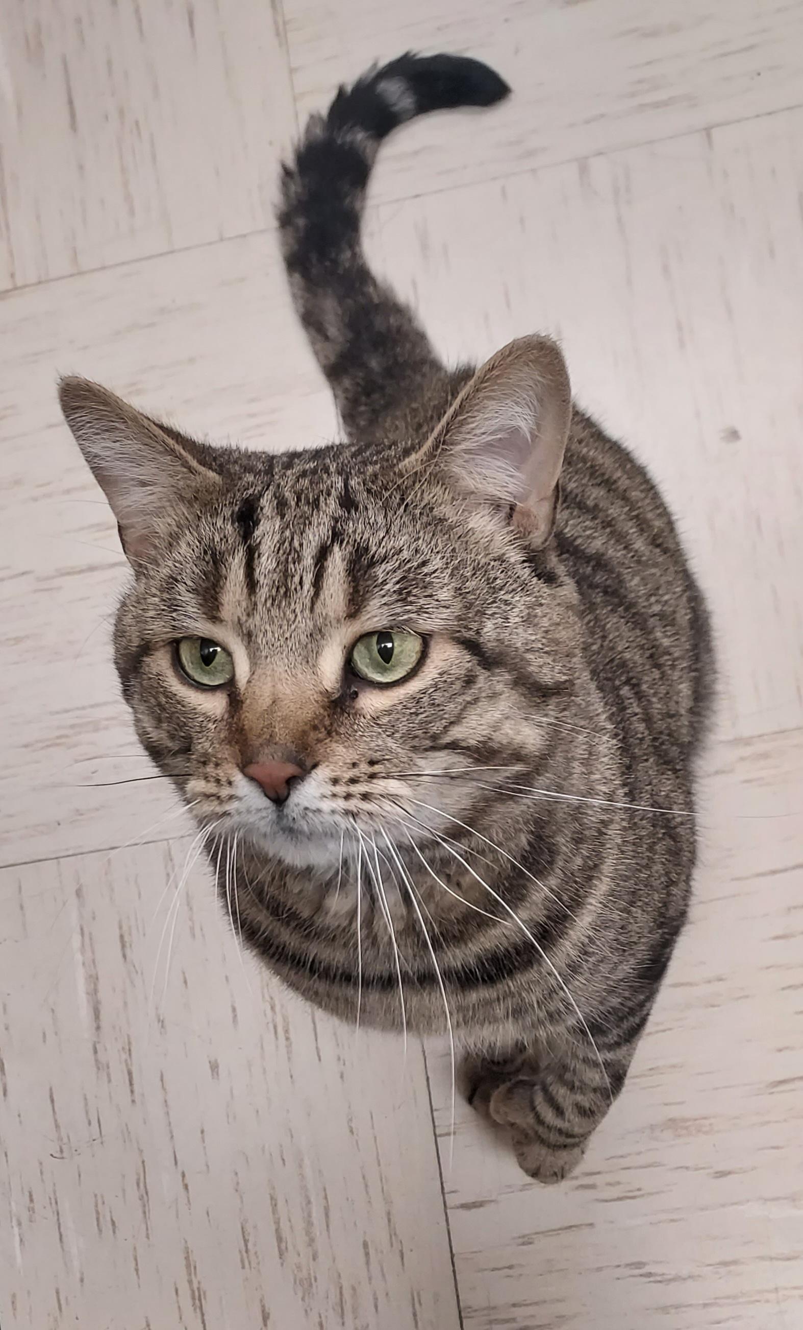 Enlarge Tommy Boy, a Adoptable Domestic Short Hair in Wallingford, CT image 3/4