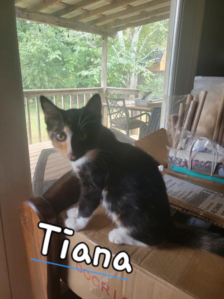 Tiana, a Adoptable mixed breed in Fort Oglethorpe, GA image 1/2