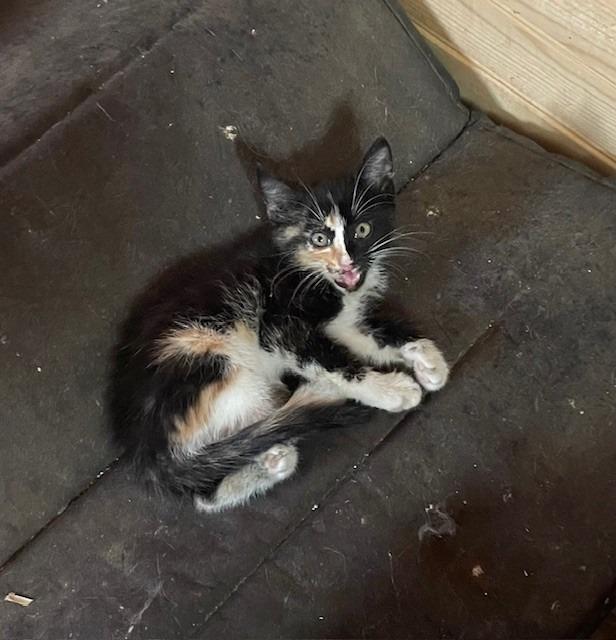 Tiana, a Adoptable mixed breed in Fort Oglethorpe, GA image 2/2