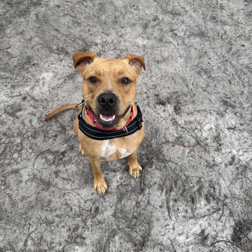 Enlarge Chica Bonita 29716, a Adoptable Mixed Breed in Middleburg, FL image 1/2