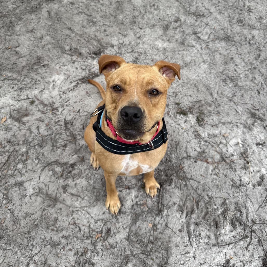 Enlarge Chica Bonita 29716, a Adoptable Mixed Breed in Middleburg, FL image 2/2