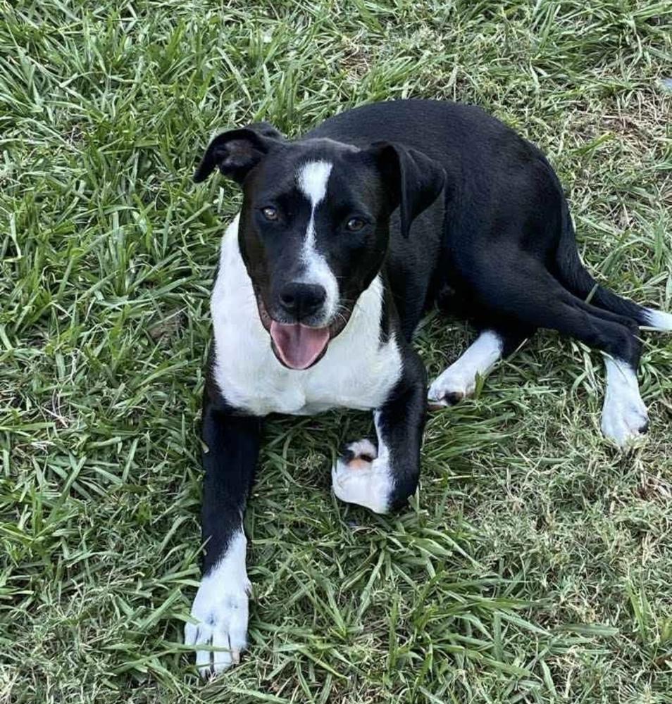 Enlarge CLYDE, a Adoptable mixed breed in INDIANAPOLIS, IN image 2/4