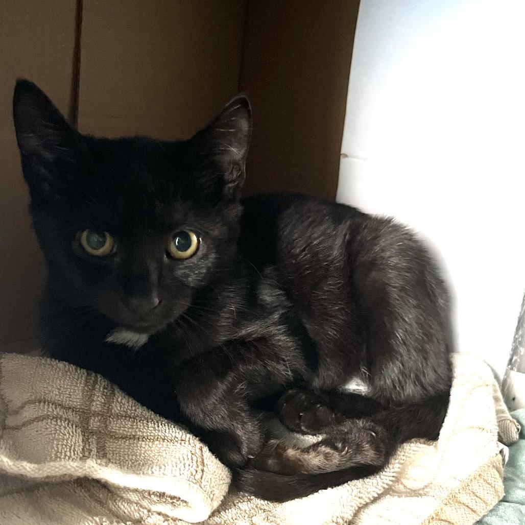 Passy, Adoptable, Kitten Female Domestic Short Hair.