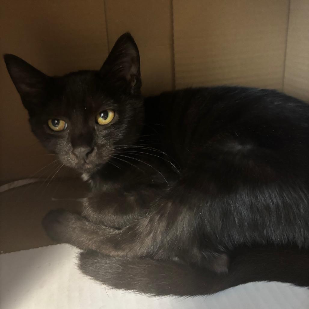 Passy, a Adoptable Domestic Short Hair in Philadelphia, PA image 2/5