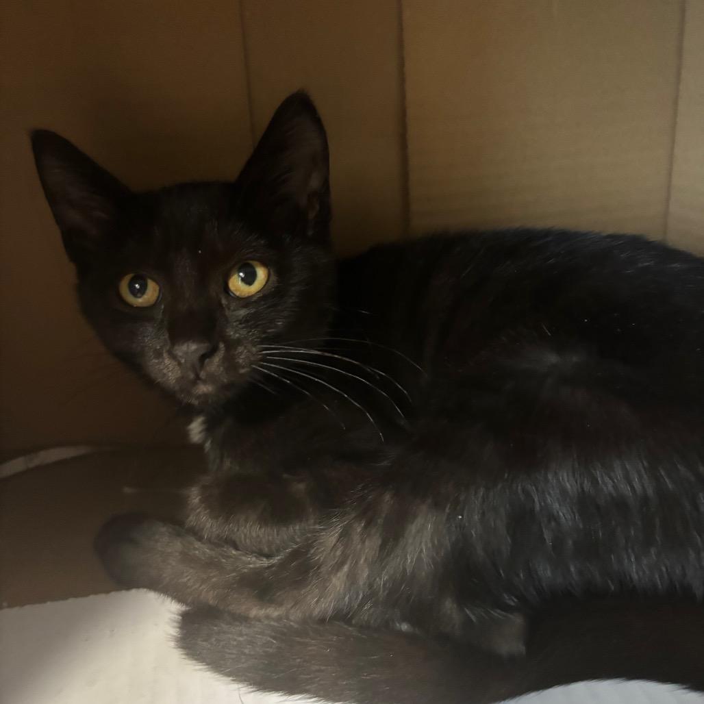 Passy, a Adoptable Domestic Short Hair in Philadelphia, PA image 4/5