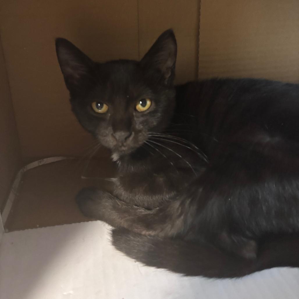 Passy, a Adoptable Domestic Short Hair in Philadelphia, PA image 5/5