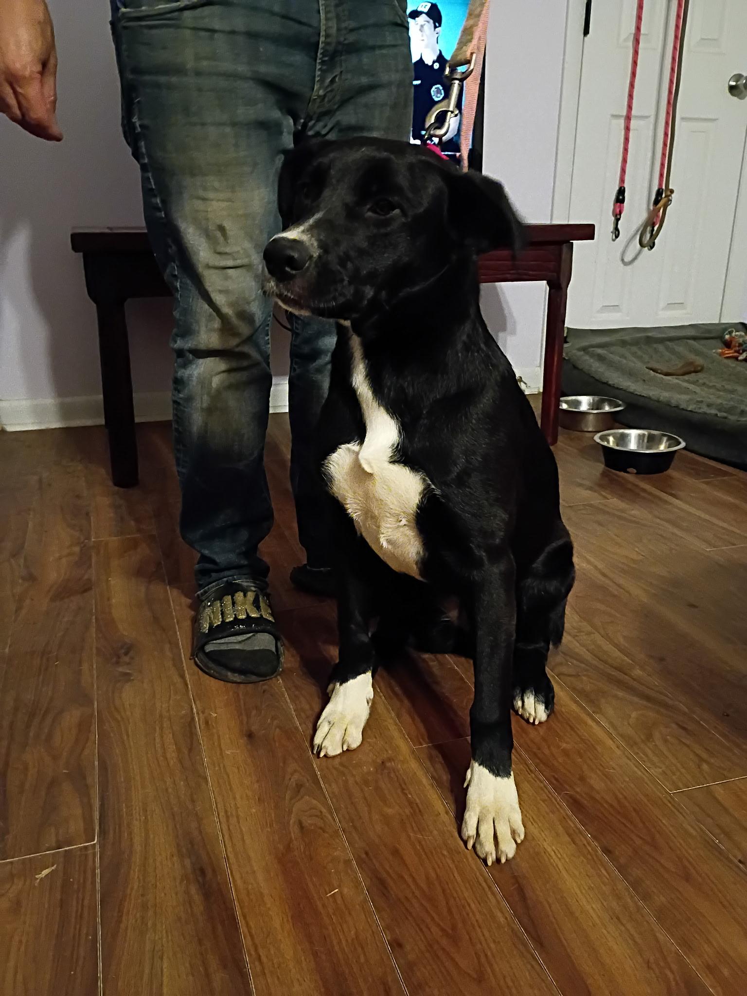 Carniecome Meet! thumbnail 2