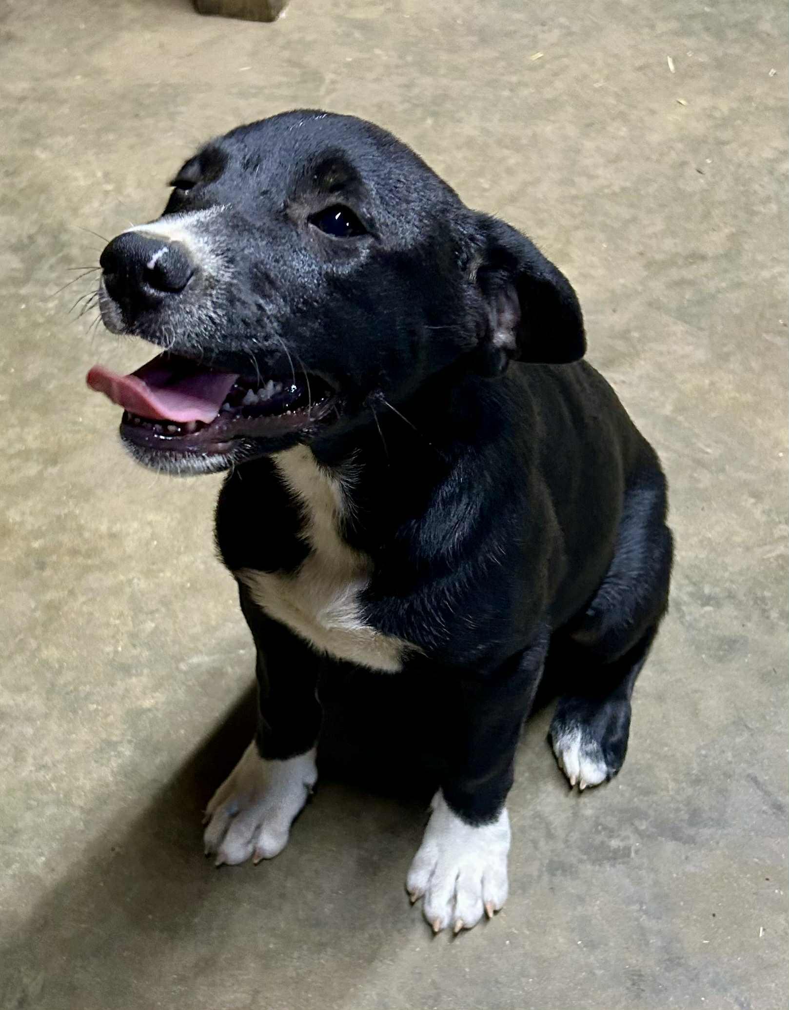Carnie, Adoptable, Puppy Female Australian Shepherd & Labrador Retriever.