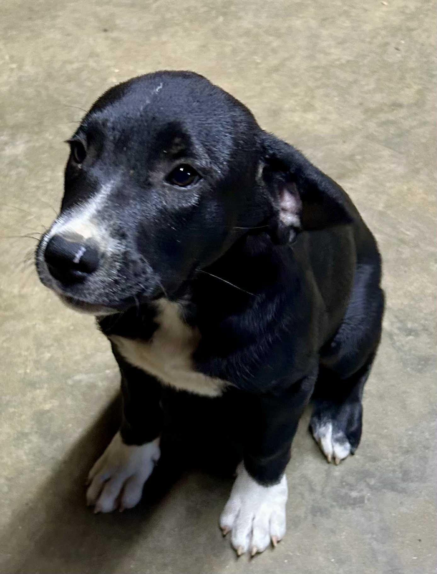 Enlarge Carnie, a Adoptable mixed breed in Medfield, MA image 2/4