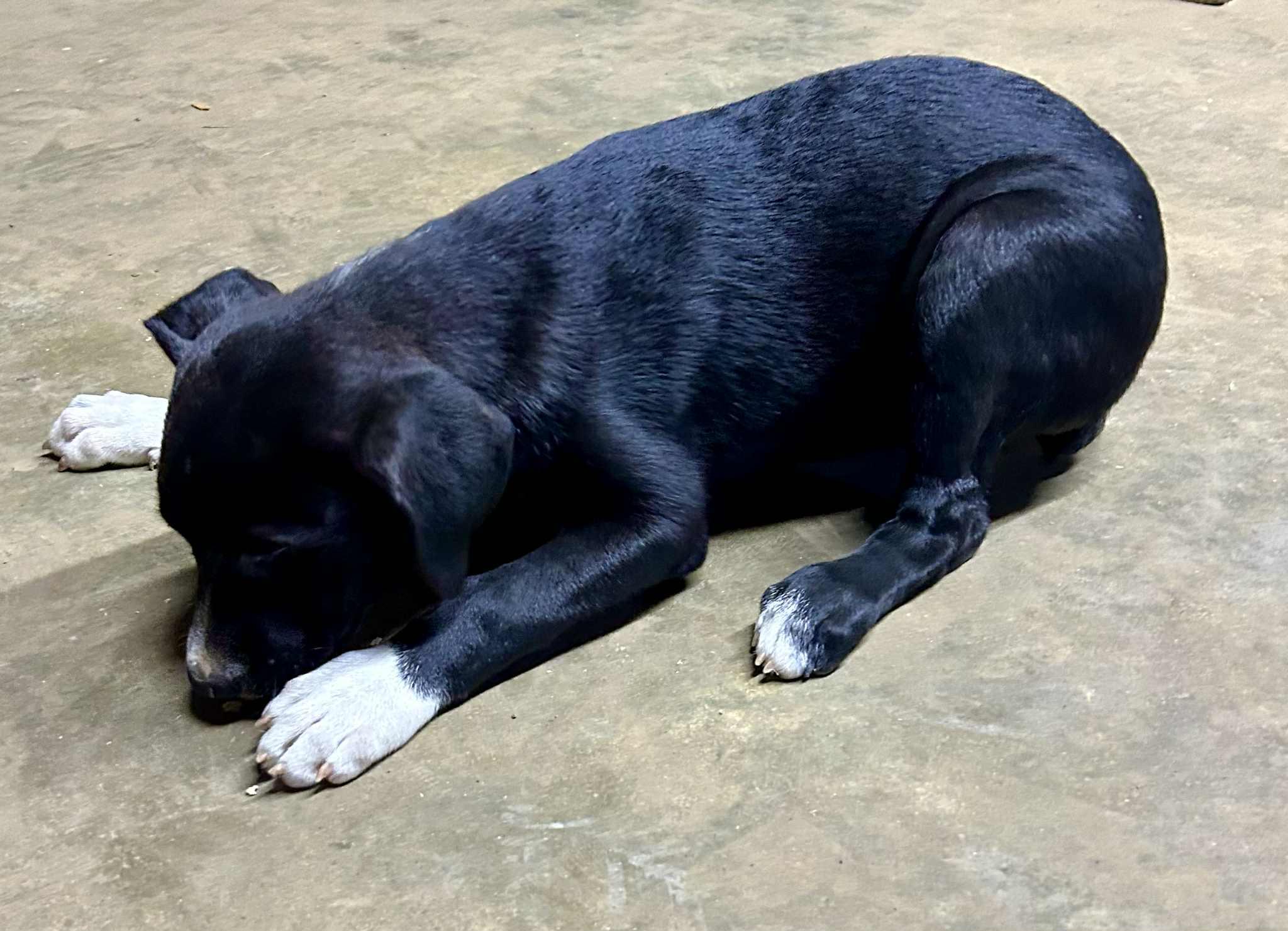 Enlarge Carnie, a Adoptable mixed breed in Medfield, MA image 3/4