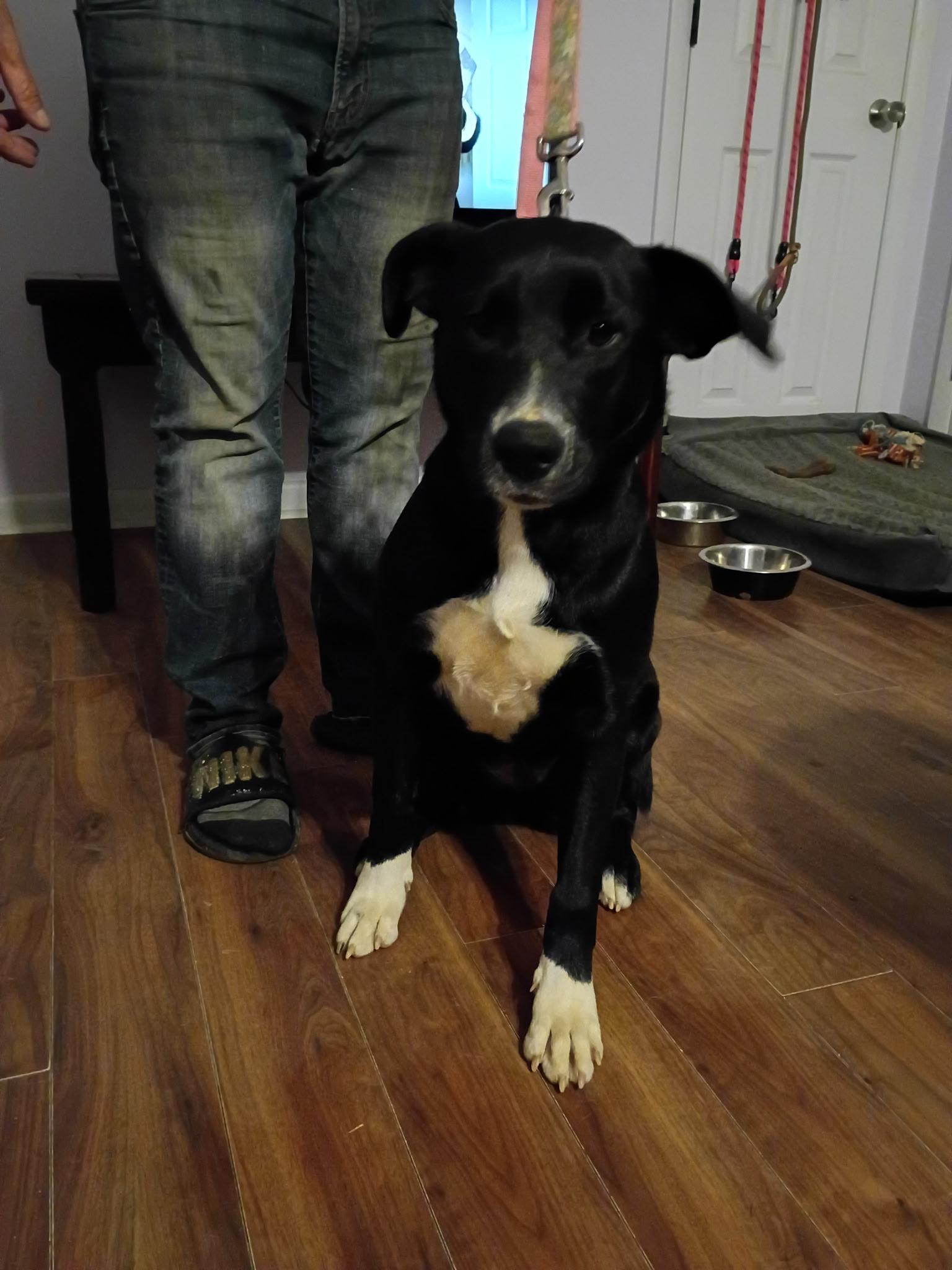 Enlarge Carnie- COME MEET ME Jan 19!, a Adoptable mixed breed in Medfield, MA image 1/5