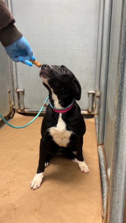 Enlarge Carnie--COME MEET!, an adoptable mixed breed in Medfield, MA video 3/5