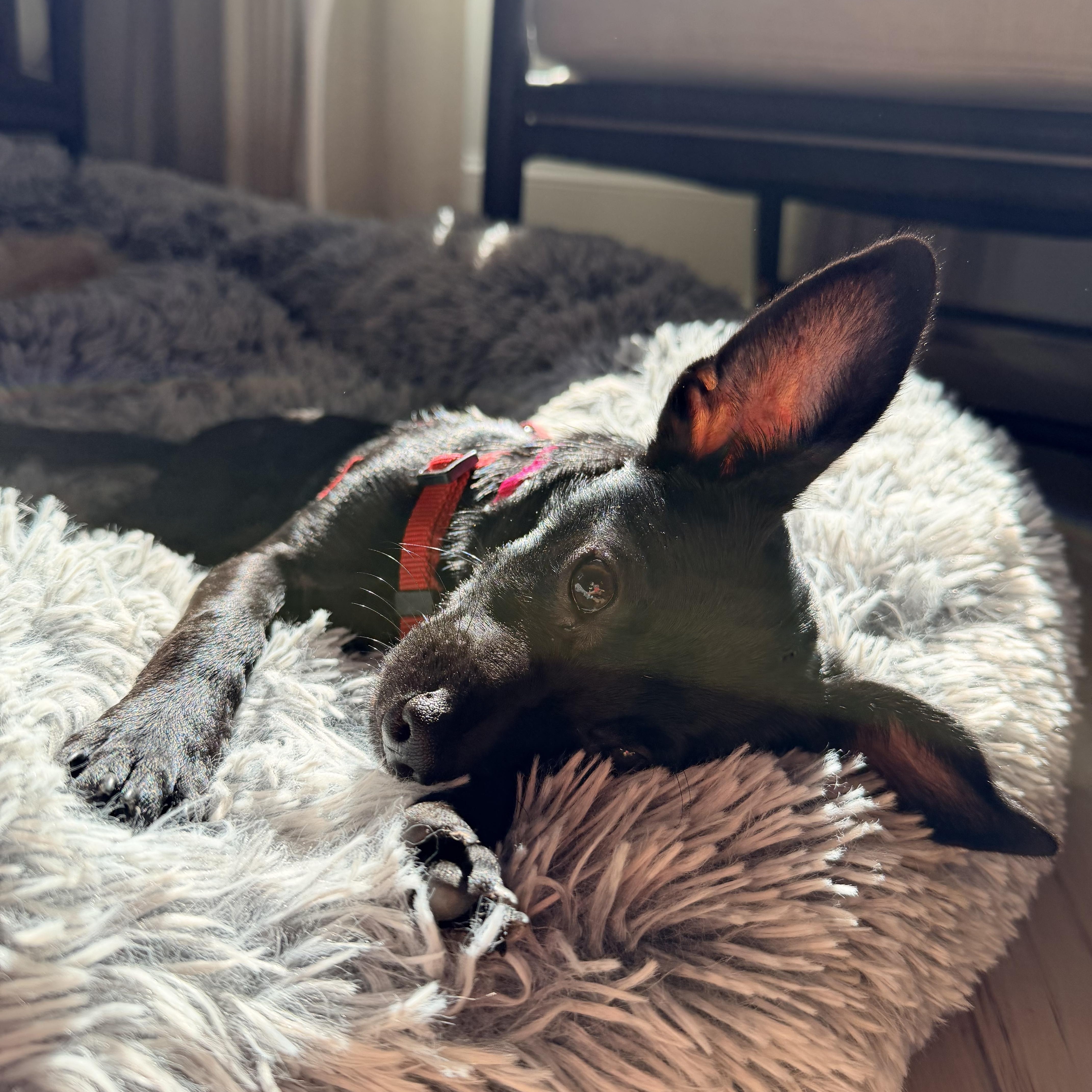 Enlarge Nova, a Adoptable mixed breed in Charlotte, NC image 5/6